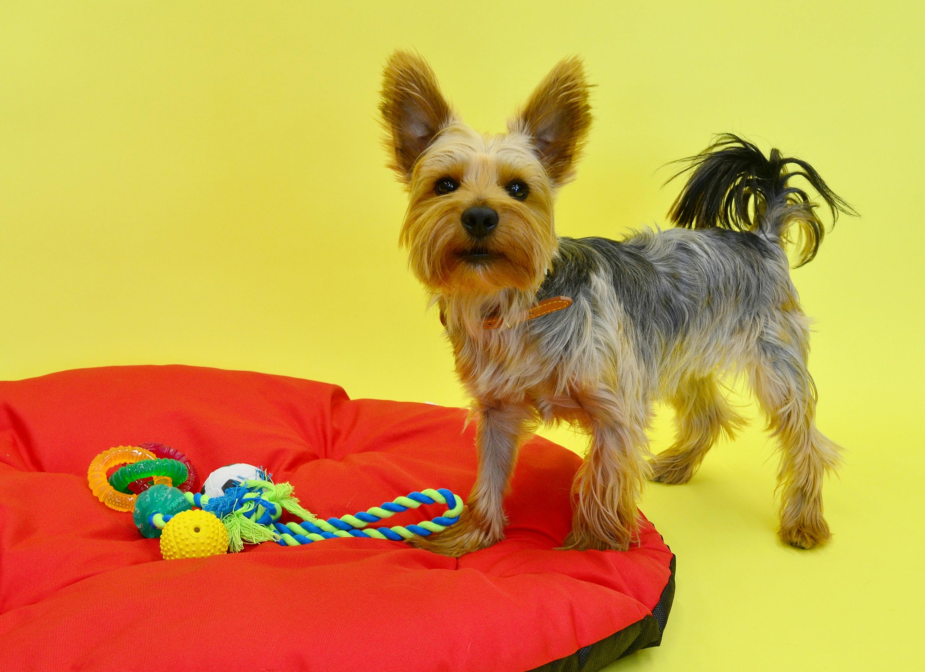 Pet Toys