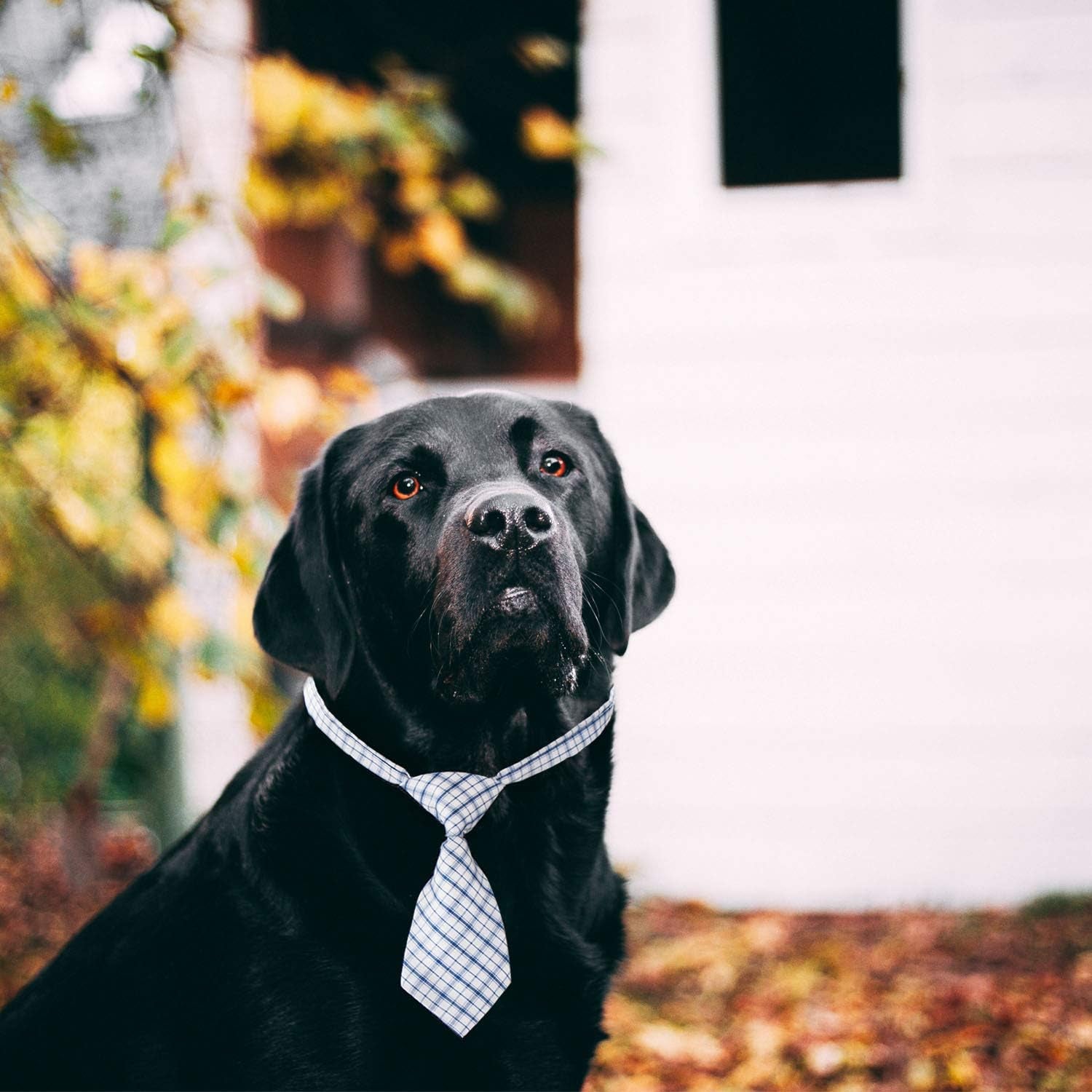 Small Neckties for Dogs, Dog Neck Bow Ties with Adjustable Collar, Pet Bowties for Small Dogs Cats Puppies Bowties Bulk Grooming Bows for Christmas Thanksgiving Wedding Festival Graduation